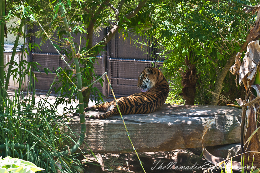 Australia, South Australia, Adelaide City, Adelaide Zoo, , 