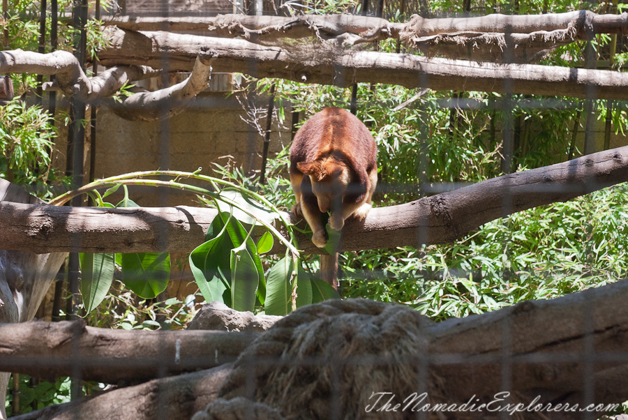 Australia, South Australia, Adelaide City, Adelaide Zoo, , 