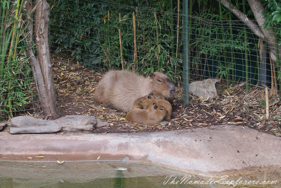 Australia, South Australia, Adelaide City, Adelaide Zoo, , 