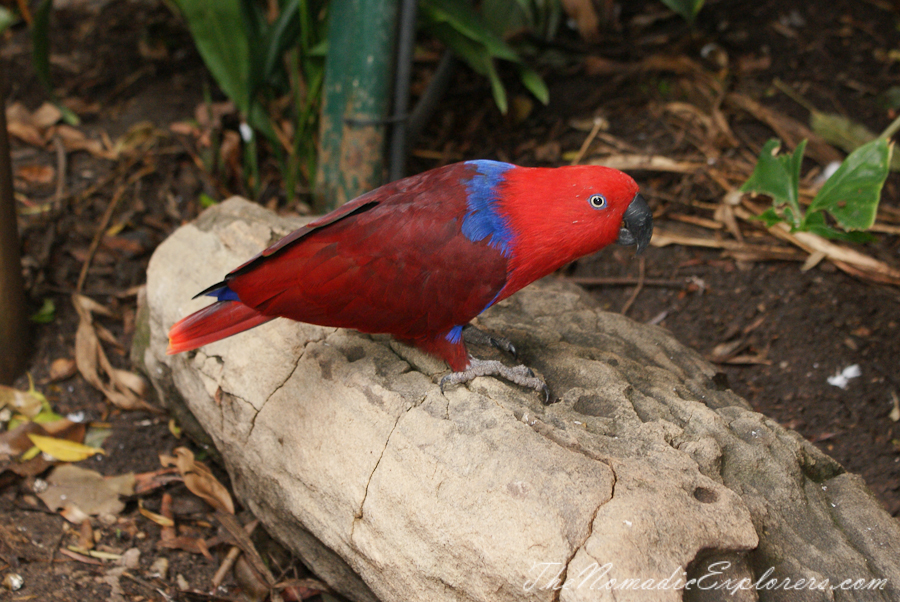 Australia, South Australia, Adelaide City, Adelaide Zoo, , 