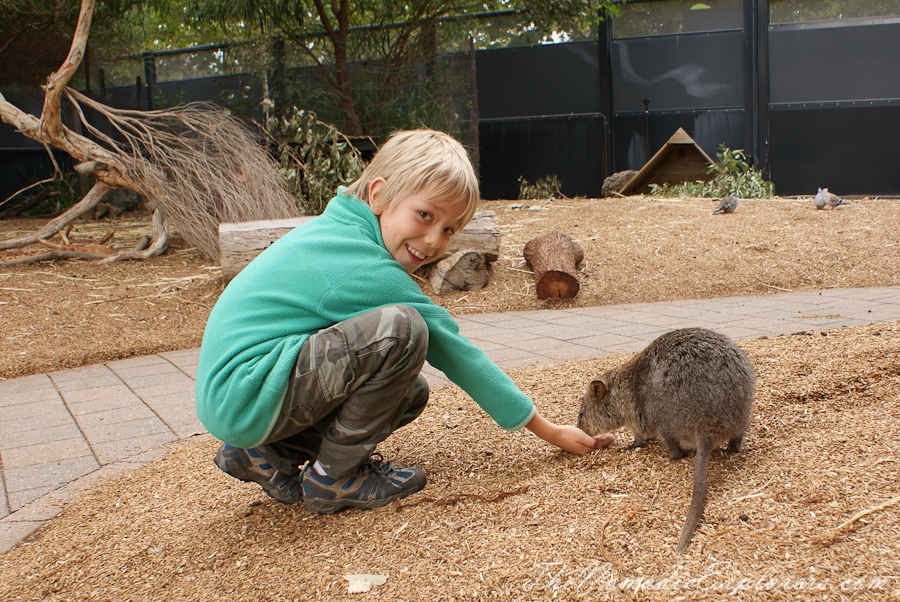 Australia, South Australia, Adelaide City, Adelaide Zoo, , 