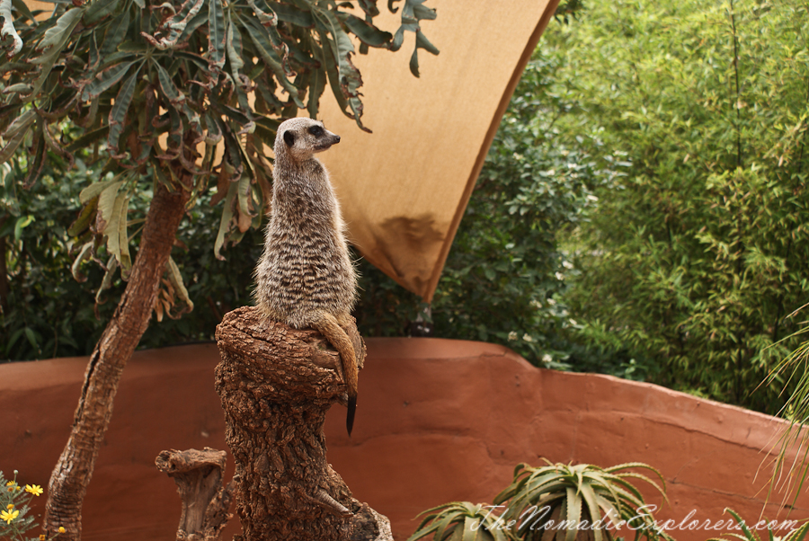 Australia, South Australia, Adelaide City, Adelaide Zoo, , 