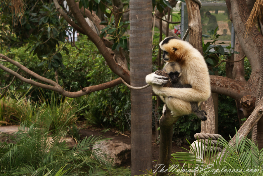 Australia, South Australia, Adelaide City, Adelaide Zoo, , 