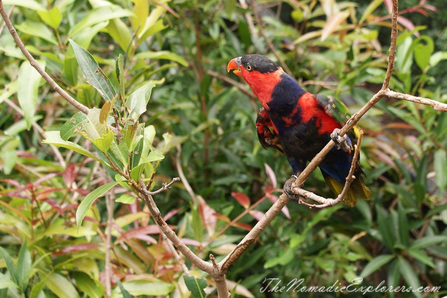 Australia, South Australia, Adelaide City, Adelaide Zoo, , 