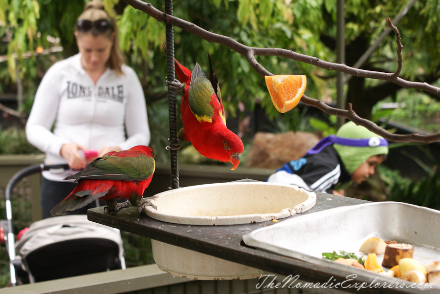 Australia, South Australia, Adelaide City, Adelaide Zoo, , 