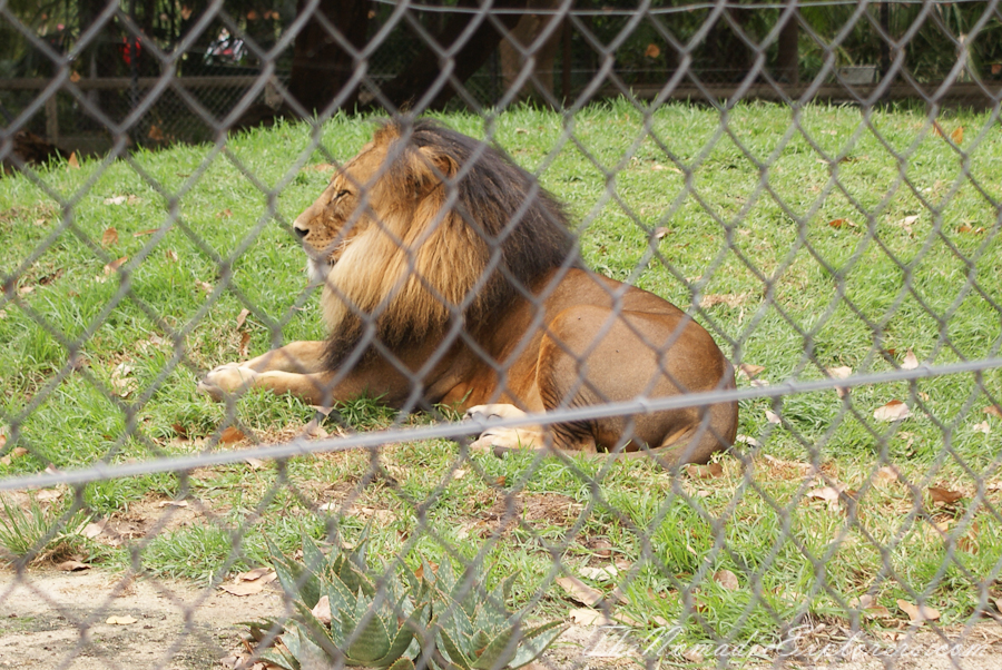 Australia, South Australia, Adelaide City, Adelaide Zoo, , 