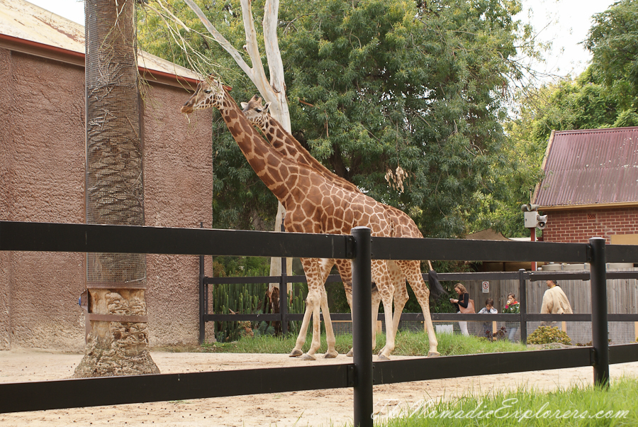 Australia, South Australia, Adelaide City, Adelaide Zoo, , 