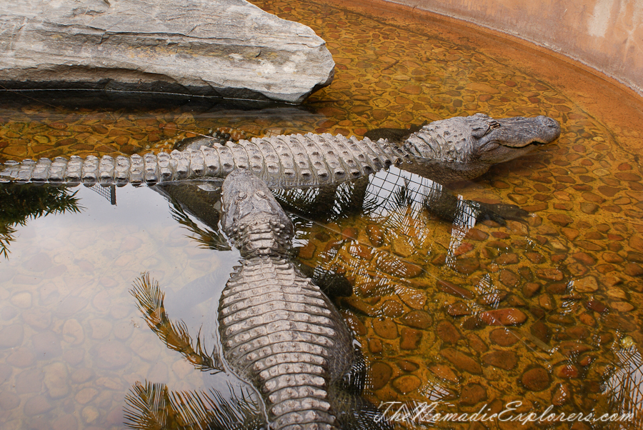 Australia, South Australia, Adelaide City, Adelaide Zoo, , 