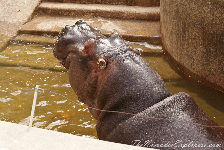 Australia, South Australia, Adelaide City, Adelaide Zoo, , 