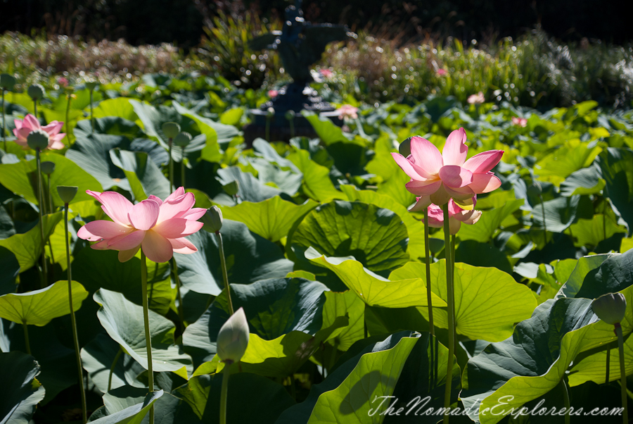 Australia, South Australia, Adelaide City, Adelaide Botanic Garden, , 