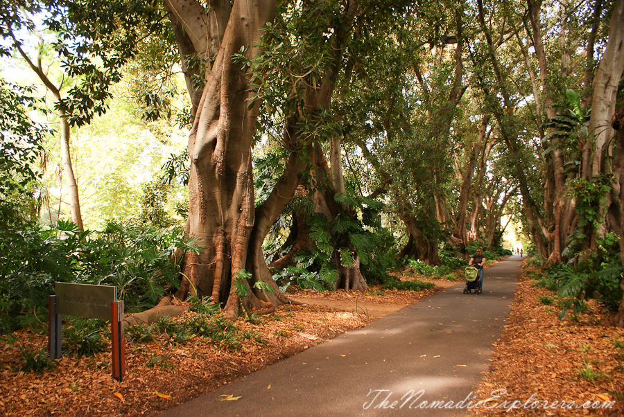 Australia, South Australia, Adelaide City, Adelaide Botanic Garden, , 