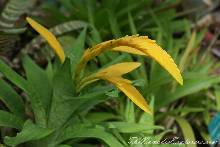 Australia, South Australia, Adelaide City, Adelaide Botanic Garden, , 