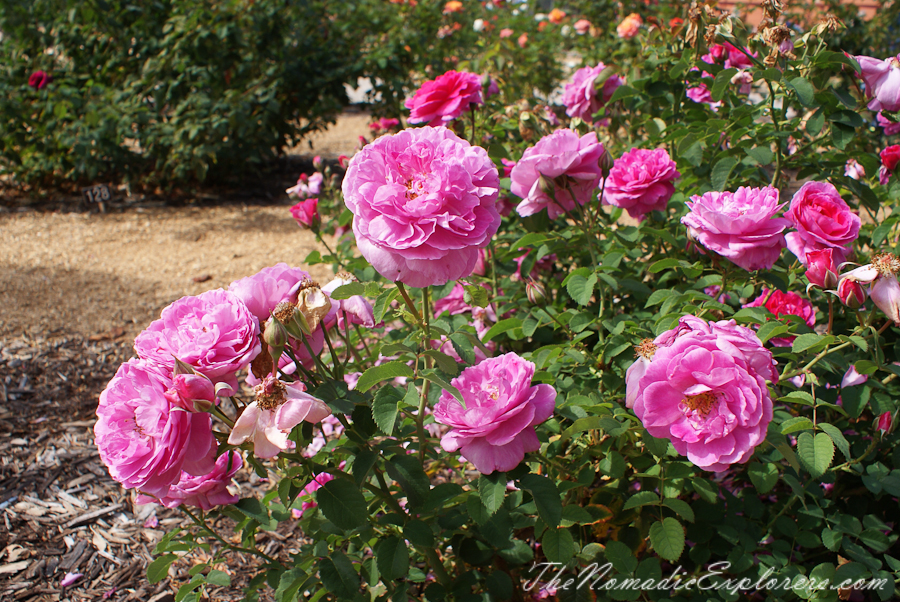 Australia, South Australia, Adelaide City, Adelaide Botanic Garden, , 