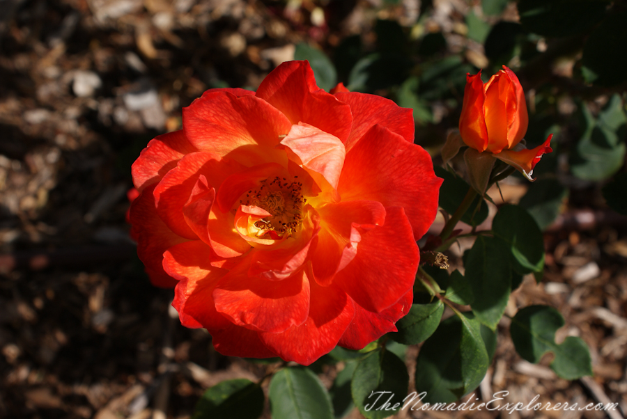 Australia, South Australia, Adelaide City, Adelaide Botanic Garden, , 