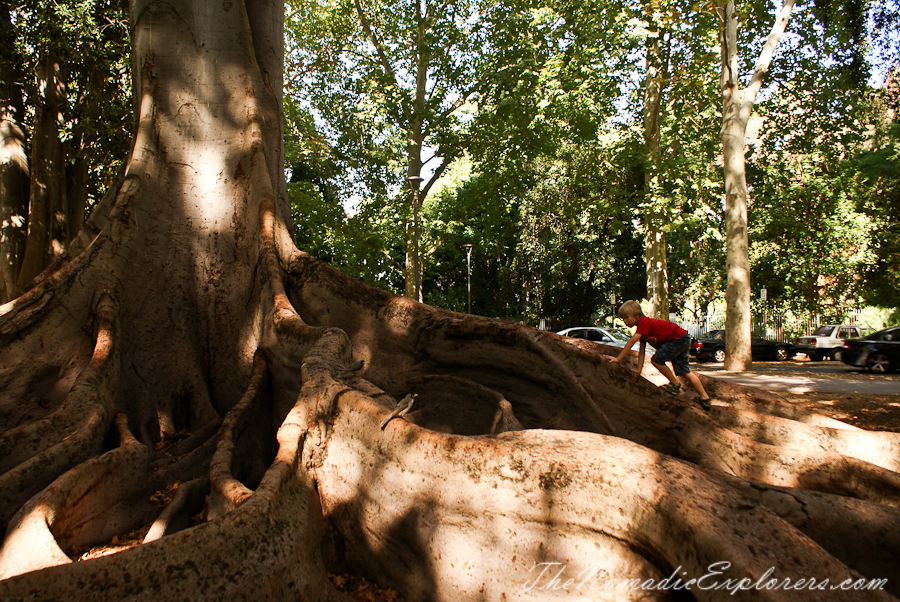 Australia, South Australia, Adelaide City, Adelaide Botanic Garden, , 