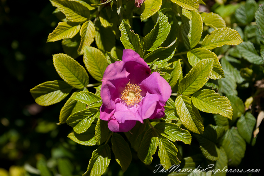 Australia, South Australia, Adelaide Hills, Mount Lofty Botanic Garden - Something for every season!, , 