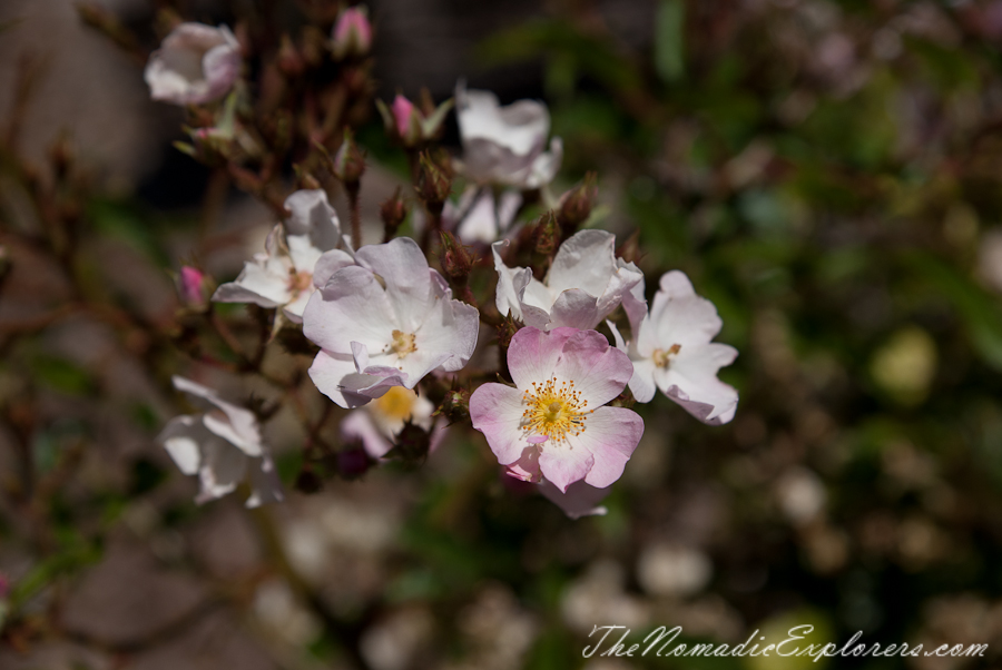 Australia, South Australia, Adelaide Hills, Mount Lofty Botanic Garden - Something for every season!, , 