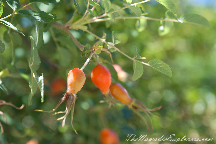 Australia, South Australia, Adelaide Hills, Mount Lofty Botanic Garden - Something for every season!, , 