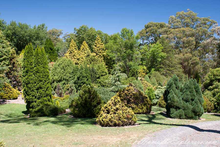 Australia, South Australia, Adelaide Hills, Mount Lofty Botanic Garden - Something for every season!, , 