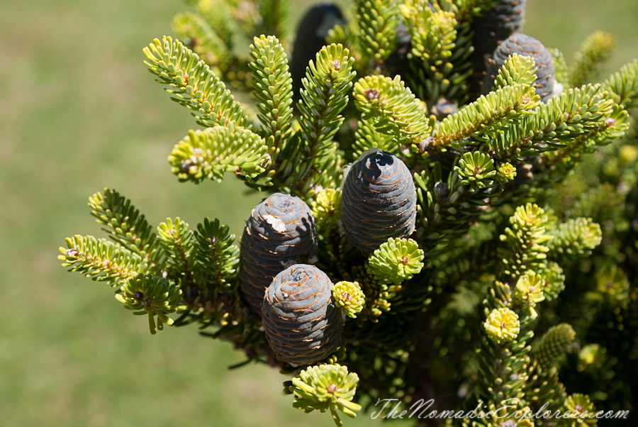 Australia, South Australia, Adelaide Hills, Mount Lofty Botanic Garden - Something for every season!, , 