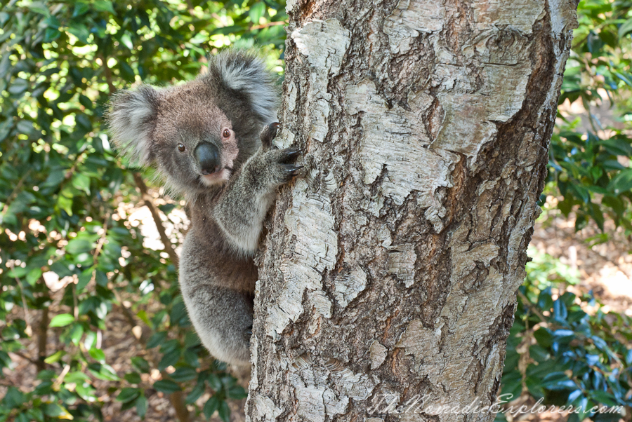 Australia, South Australia, Adelaide Hills, Mount Lofty Botanic Garden - Something for every season!, , 