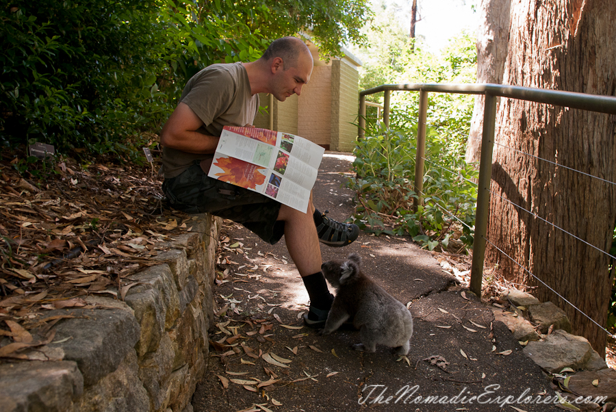 Australia, South Australia, Adelaide Hills, Mount Lofty Botanic Garden - Something for every season!, , 