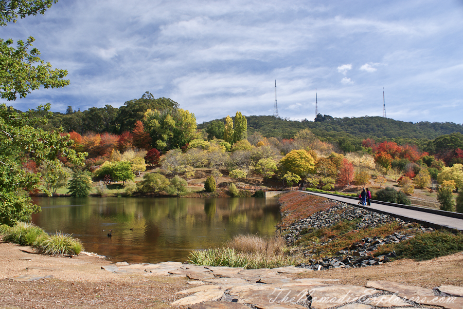 Australia, South Australia, Adelaide Hills, Mount Lofty Botanic Garden - Something for every season!, , 