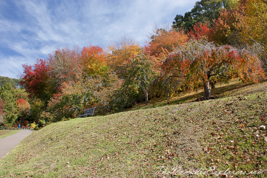 Australia, South Australia, Adelaide Hills, Mount Lofty Botanic Garden - Something for every season!, , 