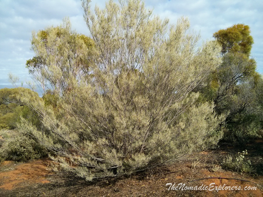 Australia, South Australia, Flinders Ranges and Outback, Из Дарвина в Аделаиду. День 10. Australian Arid Lands Botanic Garden в Port Augusta, , 