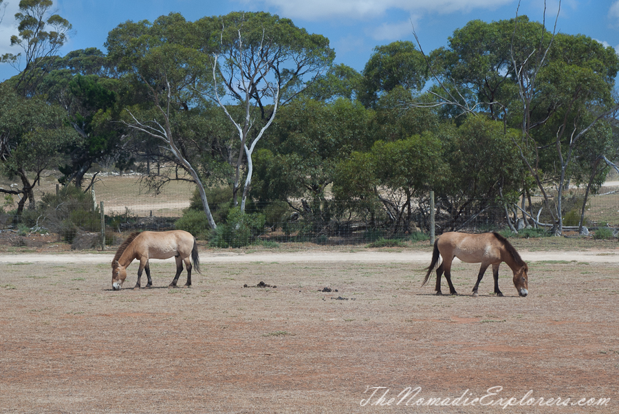 Australia, South Australia, Murray River, Lakes and Coorong, Monarto Zoo - Australian Safari Experience, , 