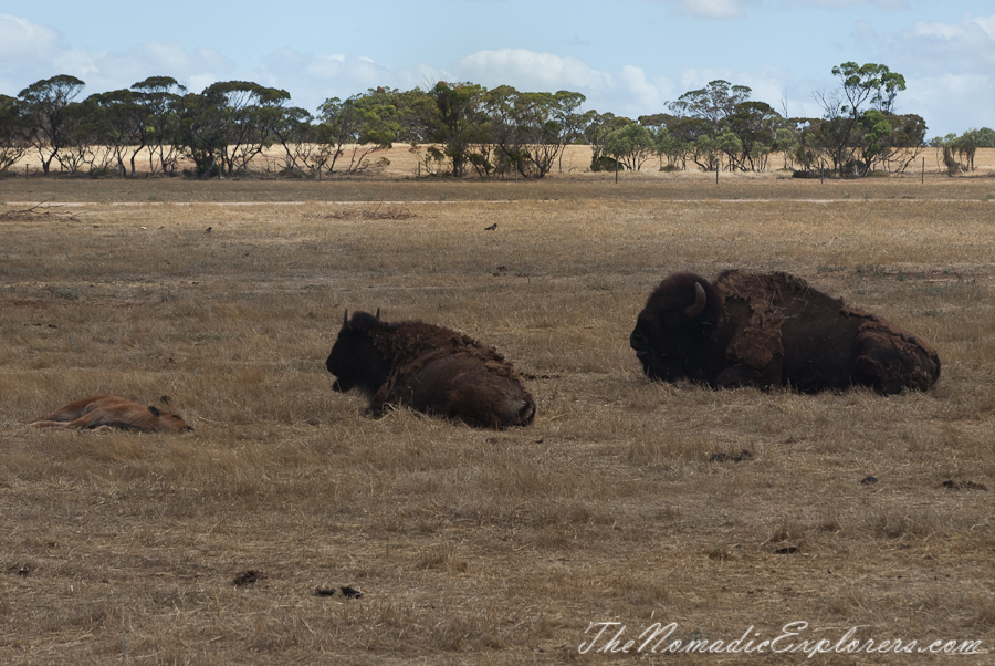 Australia, South Australia, Murray River, Lakes and Coorong, Monarto Zoo - Australian Safari Experience, , 