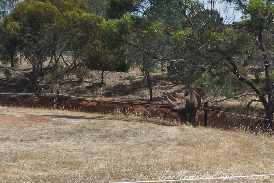 Australia, South Australia, Murray River, Lakes and Coorong, Monarto Zoo - Australian Safari Experience, , 