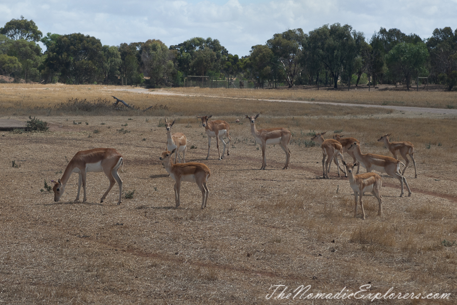 Australia, South Australia, Murray River, Lakes and Coorong, Monarto Zoo - Australian Safari Experience, , 