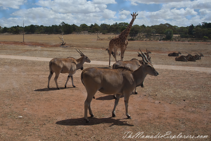 Australia, South Australia, Murray River, Lakes and Coorong, Monarto Zoo - Australian Safari Experience, , 