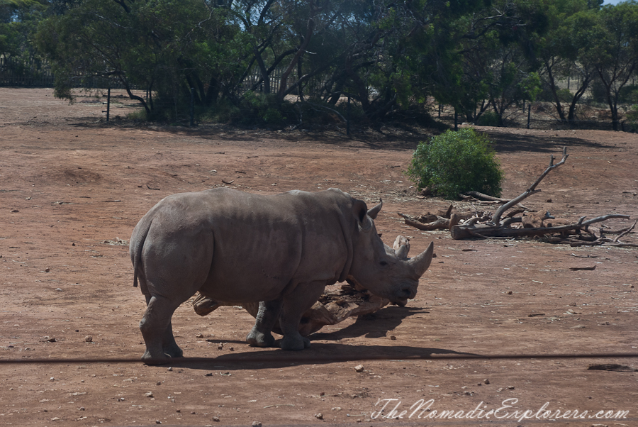 Australia, South Australia, Murray River, Lakes and Coorong, Monarto Zoo - Australian Safari Experience, , 