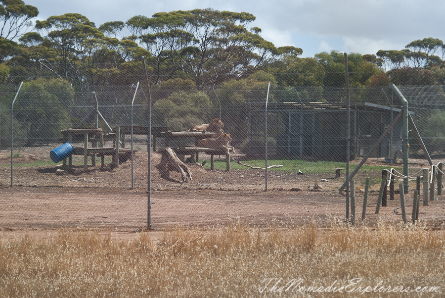 Australia, South Australia, Murray River, Lakes and Coorong, Monarto Zoo - Australian Safari Experience, , 