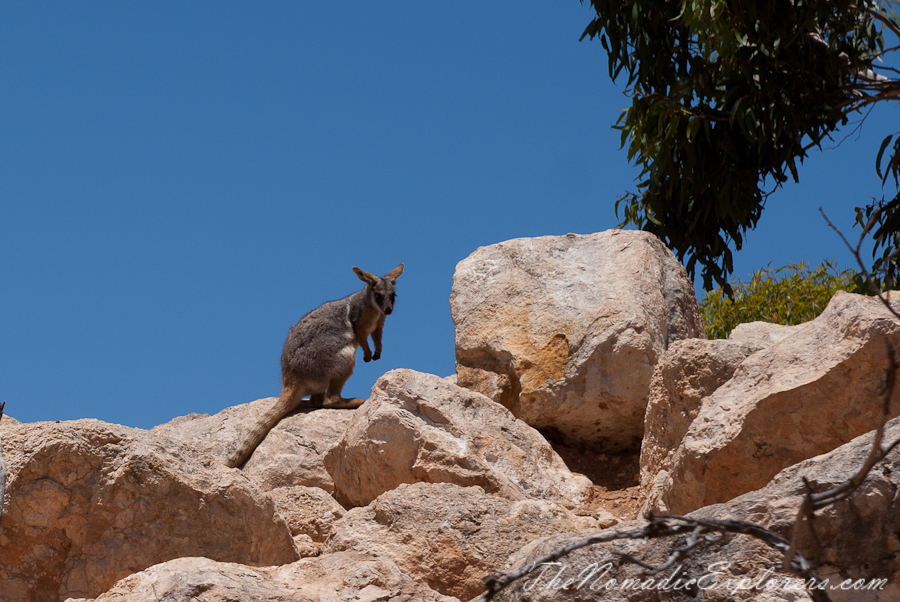 Australia, South Australia, Murray River, Lakes and Coorong, Monarto Zoo - Australian Safari Experience, , 