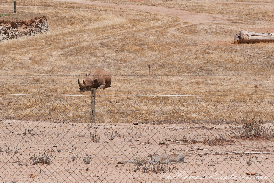 Australia, South Australia, Murray River, Lakes and Coorong, Monarto Zoo - Australian Safari Experience, , 