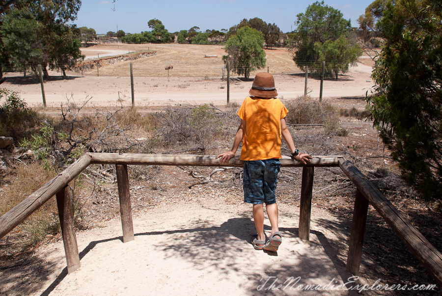 Australia, South Australia, Murray River, Lakes and Coorong, Monarto Zoo - Australian Safari Experience, , 