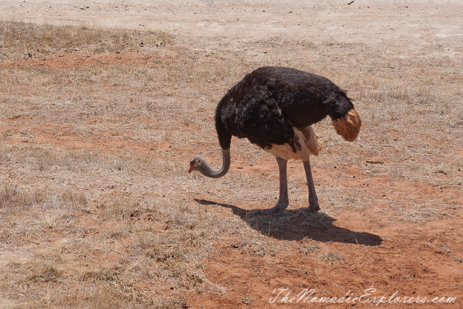 Australia, South Australia, Murray River, Lakes and Coorong, Monarto Zoo - Australian Safari Experience, , 