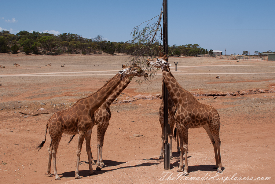 Australia, South Australia, Murray River, Lakes and Coorong, Monarto Zoo - Australian Safari Experience, , 