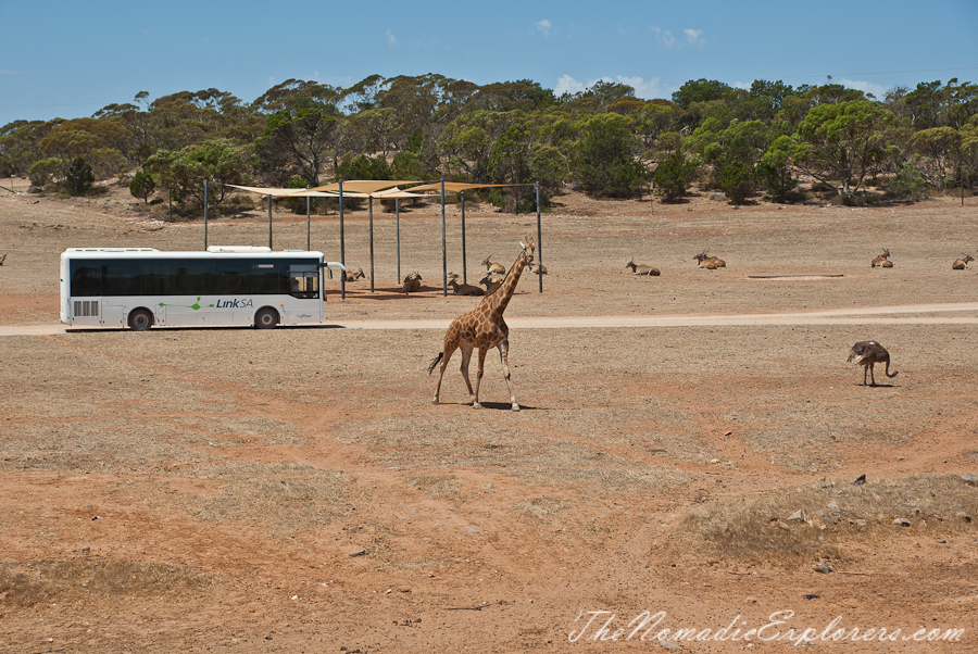 Australia, South Australia, Murray River, Lakes and Coorong, Monarto Zoo - Australian Safari Experience, , 