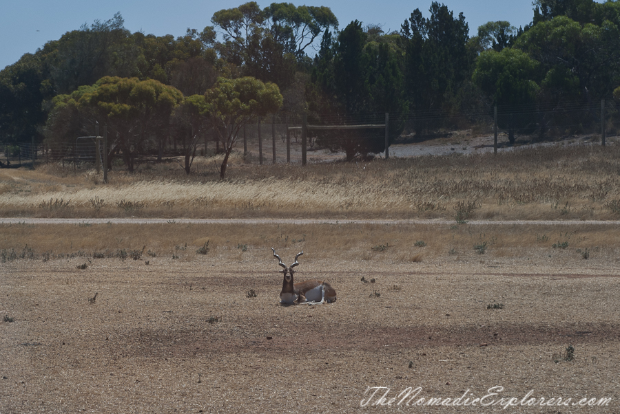 Australia, South Australia, Murray River, Lakes and Coorong, Monarto Zoo - Australian Safari Experience, , 