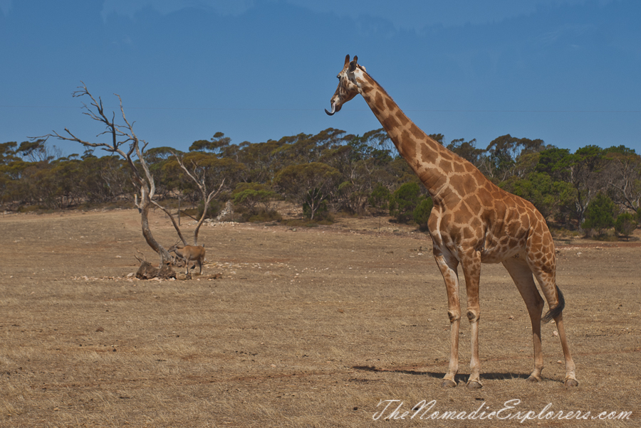 Australia, South Australia, Murray River, Lakes and Coorong, Monarto Zoo - Australian Safari Experience, , 