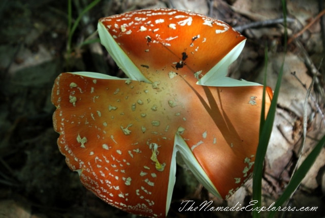 Australia, Victoria, Daylesford &amp; the Macedon Ranges, Mushroom Picking near Mount Macedon, , 