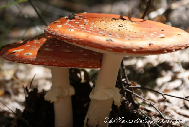 Australia, Victoria, Daylesford &amp; the Macedon Ranges, Mushroom Picking near Mount Macedon, , 