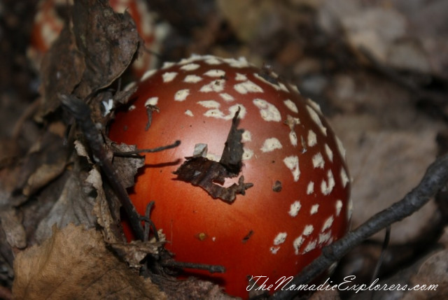 Australia, Victoria, Daylesford &amp; the Macedon Ranges, Mushroom Picking near Mount Macedon, , 
