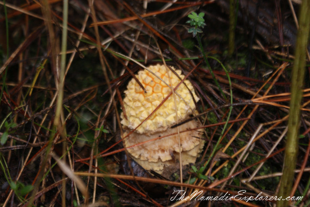 Australia, Victoria, Daylesford &amp; the Macedon Ranges, Mushroom Picking near Mount Macedon, , 