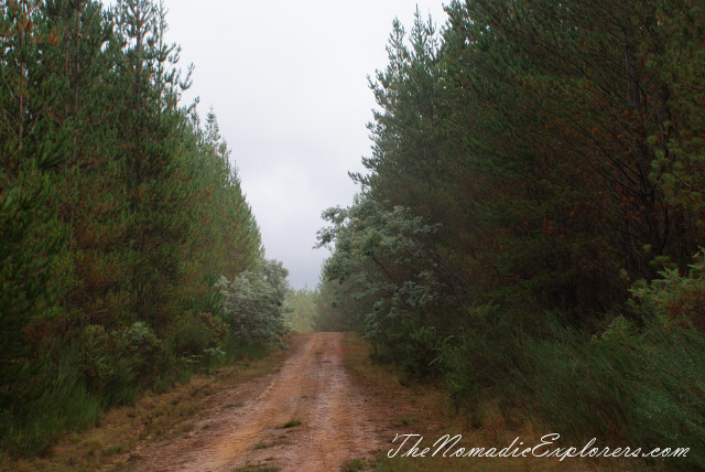 Australia, Victoria, Daylesford &amp; the Macedon Ranges, Mushroom Picking near Mount Macedon, , 