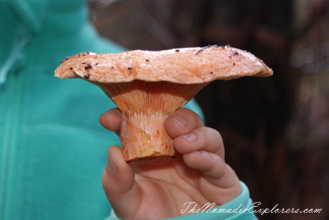 Australia, Victoria, Daylesford &amp; the Macedon Ranges, Mushroom Picking near Mount Macedon, , 